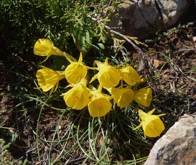 Narcissus obesus